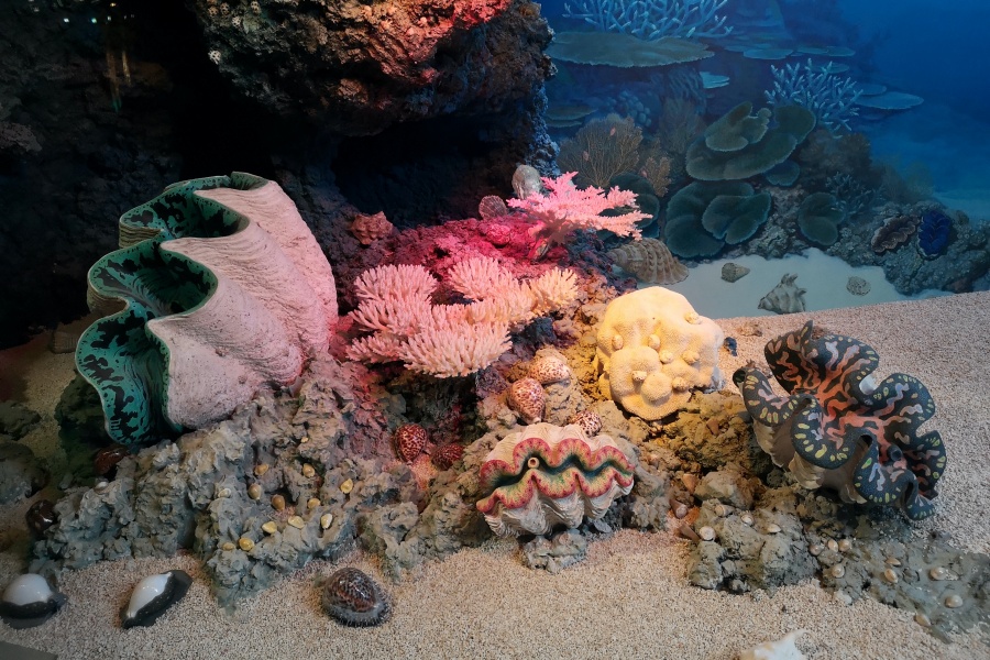 coral